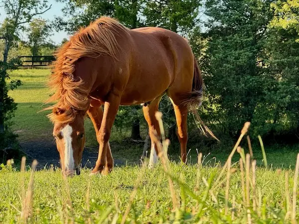 Scout Grazing