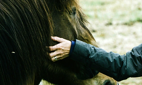 Horse Photo by Rex Pickar