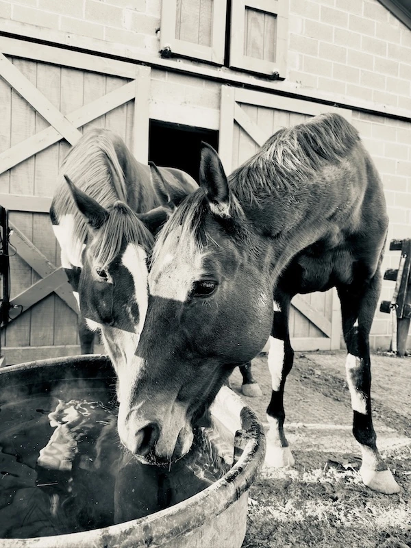 Horses Drinking