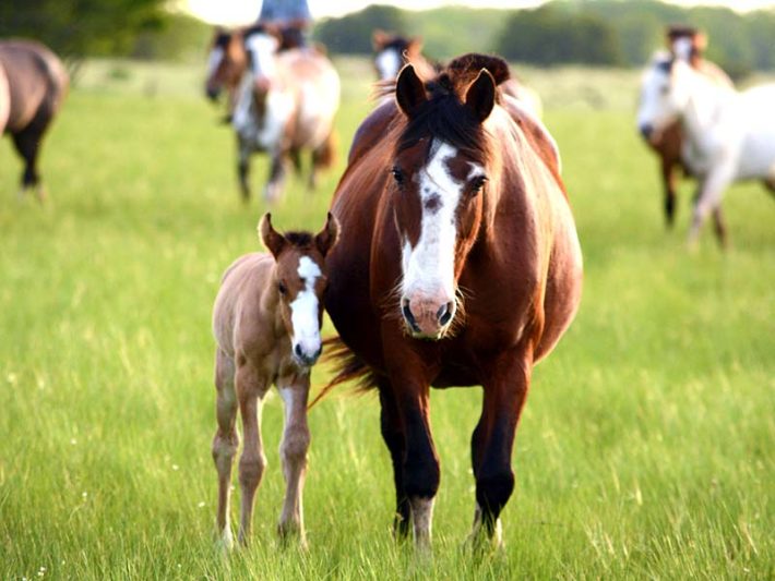 Mare and her Foal