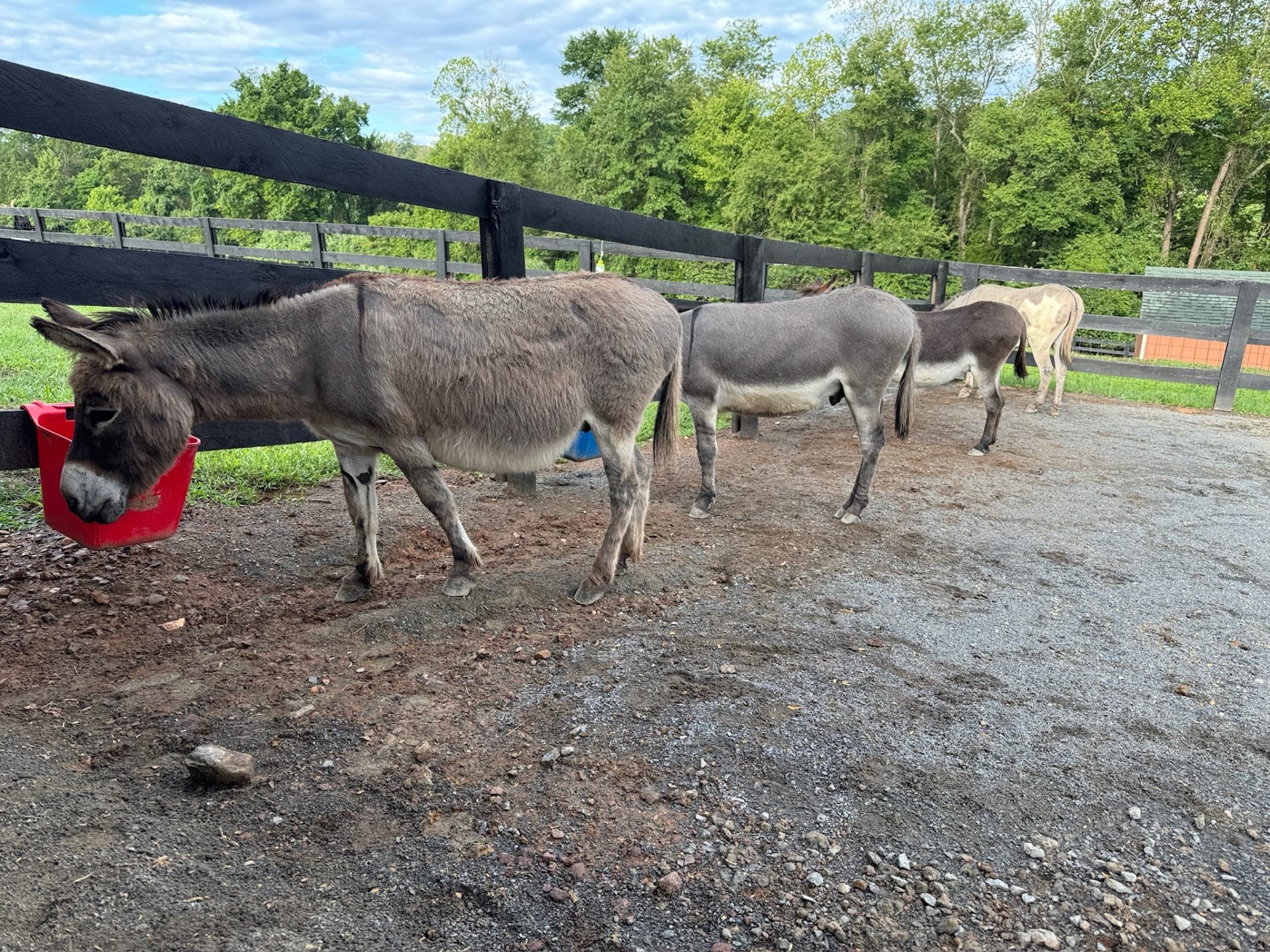 Rollo and Donkeys