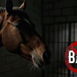 Horse In Jail No Bail