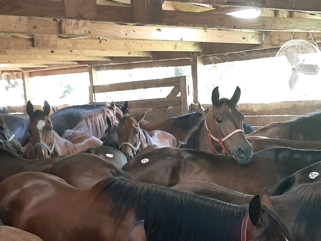Kill Pen Horses