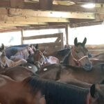 Kill Pen Horses