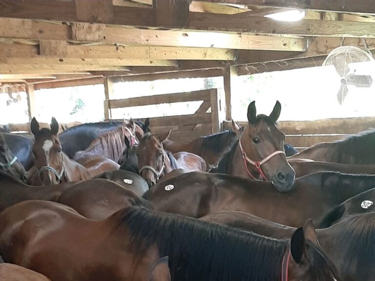 What Is a Kill Pen, and What Does “Bail” Really Mean?