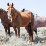 Horses in the wild
