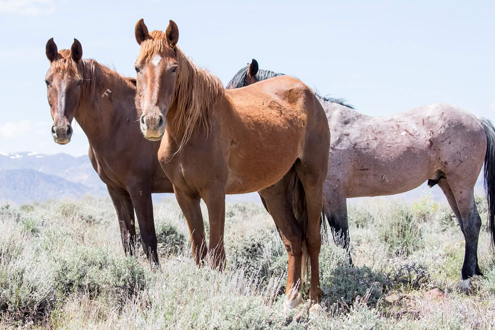 Horses in the wild